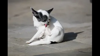 Common Monsoon Diseases Affecting Pets in India