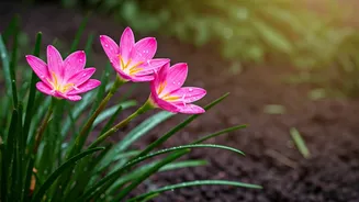 Rain Lilies Are Tiny Monsoon Miracles At Home