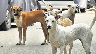‘Common man is really troubled’: Delhi HC takes up stray dog issue, seeks action report