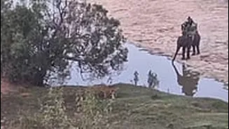 MP News: Elephants Used To Corner Tiger For Ministers’ Safari At Panna Tiger Reserve, Probe Likely -- VIDEO