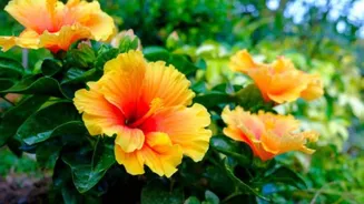How to use hibiscus for glowing skin
