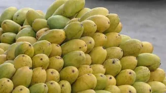 Uttar Pradesh Malihabadi Dussehri prices may reach ₹80-₹110/kg in June
