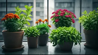 Balcony Pots Need These Low-Drama Monsoon Picks