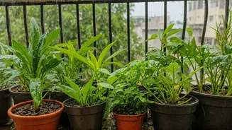 Small Spaces Can Still Go Green In Rains