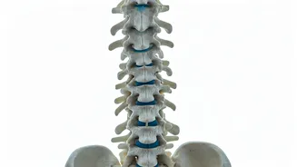 Healthy Spine, Pain-Free Life Starts Now!