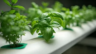 Soil-Free Setups Make Herbs Easier Indoors