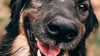 Monsoon Care For Dogs Includes Regular Paw Checks, Grooming And Vet-Recommended Tick Prevention