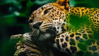 Sightings are never guaranteed Prevents The India's safari options range from tiger reserves to leopard and elephant landscapes Story From Becoming...