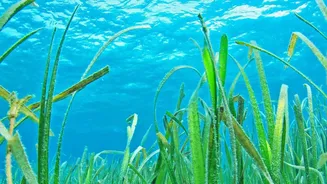 The New Ocean Iron Study Brings Fresh Clues About Ocean Fertilisation Limits