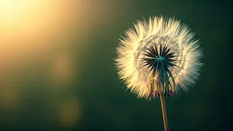 Maharashtra's Living Will Portal: Ensuring Dignity in End-of-Life Medical Decisions