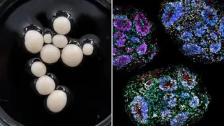 Harvard researchers grow mini human brain organoids nearly 7 years