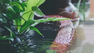 Assam's Rainy-Season Charm Appeals To Photographers And Nature Lovers