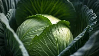 Harnessing Cabbage for Joint Pain Relief: A Natural Approach Explained