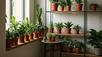 Plants Bring Calm To Crowded City Homes