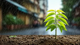 Monsoon Drives Could Give Indian Cities More Shade