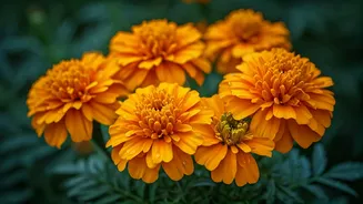 Marigolds Bloom, Protect And Brighten Rainy Corners