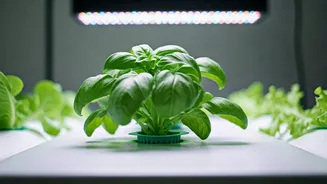 Hydroponics Turns Plant Parenting More Experimental