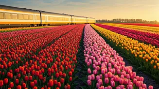 Bloom with a View: Affordable Dutch Train Journey Through Vibrant Tulip Fields for Under $9!