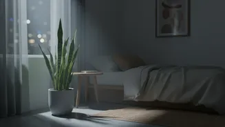 Why Snake Plants produce oxygen at night, making them perfect air-purifying plants for small bedrooms