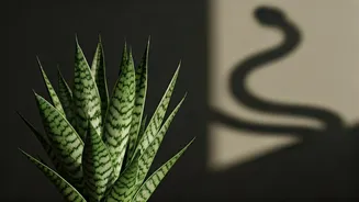 Snake Plants: Dispelling the Myth of Reptilian Attraction