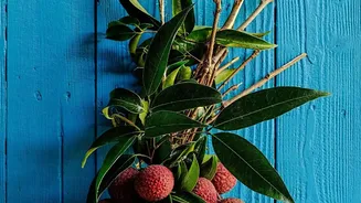 Five Sweet Recipes for Anyone Who Loves Fresh Lychees