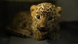 MP News: With No External Injury Mark, Cheetah Cub Death Still A Mystery