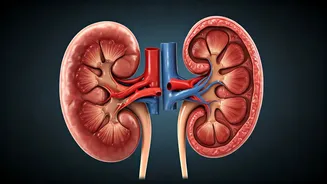 5 Sneaky Daily Habits Harming Your Kidneys: A Doctor's Warning