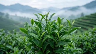 India Evaluates Strict Pesticide Guidelines To Ensure Safe Tea Production Standards