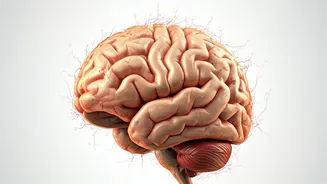 Vitamin B12 Deficiency: Mimicking Dementia Symptoms