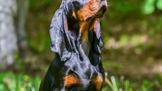 Warhound's Dog Genetics Venture: What To Know About Planned Canine Technology