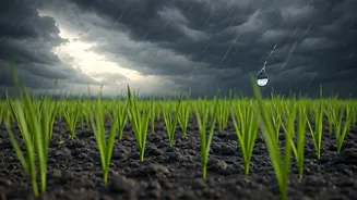 Wait Out Initial Monsoons For Safer Farm Harvest Digital Experts
