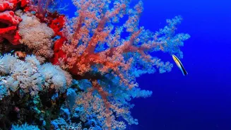 Why Resilient Coral Strains Support Ocean Life Protection Amid Rising Global Sea Temperatures