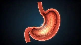 Hungry Tonight, Not Tomorrow? Decoding Why Morning Appetite Vanishes After a Night of Hunger