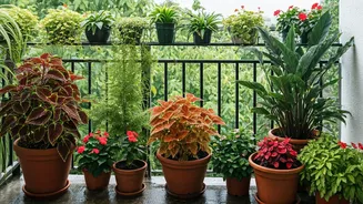 July Balcony Gardening Has Entered The Chat