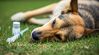 Telangana: Investigation Launched After Stray Dog Deaths