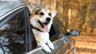 Levar cachorros e gatos soltos no carro pode gerar multa e colocar passageiros em risco