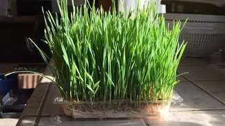 How to grow wheatgrass in containers
