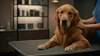 Young Pet Parents Indulge Furry Friends At Luxury Pet Spas