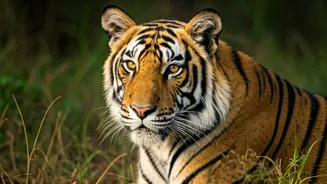 5 Prime Tiger Spotting Gates in North Indian Parks
