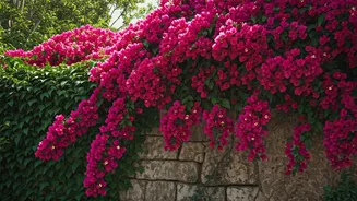Plant Parents, Don’t Let Bougainvillea Take Over