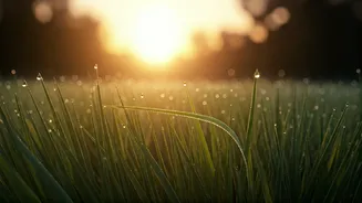 Fitness Goals Begin At Dawn