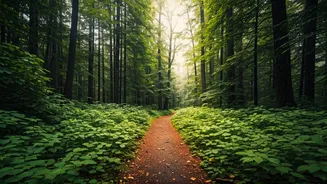 Seasonal Closures Help Forests Recover