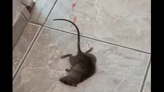Ratos em casa? Veja como repelir os roedores sem usar venenos