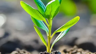 Indian Strawberry Breeding: What Is Confirmed and What Remains Unclear