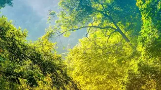 Assam's Monsoon Magic Is Winning Over Adventure And Nature Enthusiasts
