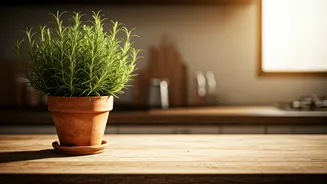 Rosemary On Counters Is The New Home Upgrade