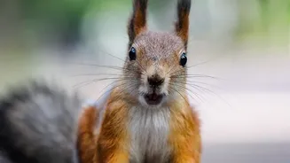 Putting Unexpected Animals Helping Forests Regenerate in Context with the 186-Species Seed-Dispersal Study
