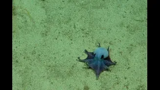 Esse polvo azul descoberto nas Ilhas Darwin cabe na palma da mão