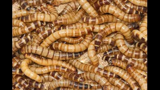 Could Bugs Be Space Food For Astronauts?