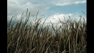 How El Niño Impacts India's Sugar Production